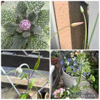 ボリジ,葉牡丹,原種系チューリップ・レディージェーン,クレマチス　紅紫,お花に癒されるの画像