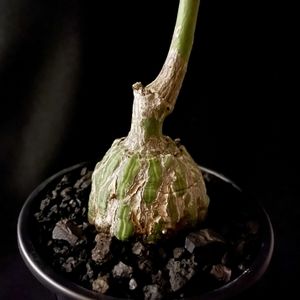 ボンバックス,ボンバックス エリプチカム,ボンバックス エリプチカム,Pseudobombax ellipticum,Pseudobombax ellipticumの画像