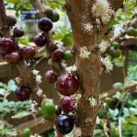ジャボチカバ,ジャボチカバ,沖縄海洋博公園,熱帯ドリームセンター,沖縄県国頭郡本部町の画像
