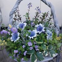 オステオスペルマム,スクテラリア ブルーファイアー,マーブルストロベリー,ロータス ブリムストーン,バコパ スコーピアの画像