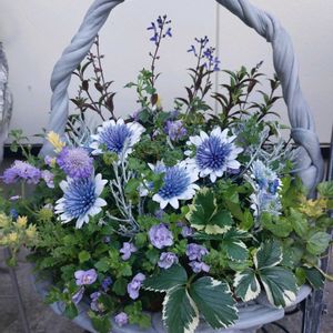 オステオスペルマム,スクテラリア ブルーファイアー,マーブルストロベリー,ロータス ブリムストーン,バコパ スコーピアの画像