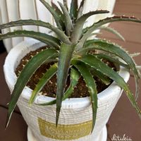 桜吹雪,リース,ディッキア,キュンキュン乙女倶楽部,HTCの画像