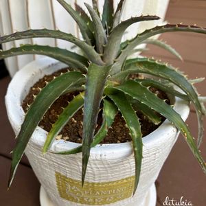 桜吹雪,リース,ディッキア,キュンキュン乙女倶楽部,HTCの画像