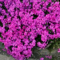 オウバイ,スノードロップ,芝桜,アミガサ ユリの画像