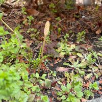 ツクシ,山野草の画像