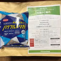 リトープス,エケベリア属,PR,サカタのタネ,パワフルシリカの画像