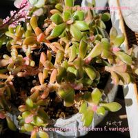 サクラ,ブロウメアナ,桜吹雪,スプリングワンダー,若緑の画像