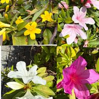 カロライナジャスミン,チューリップ,ツツジ,ツツジ,ナガミヒナゲシの画像