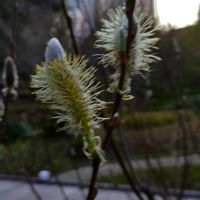 ネコヤナギの画像