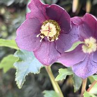 クリスマスローズ,クリスマスローズ,花郷園,クリスマスローズ   シングル, クリスマスローズの画像