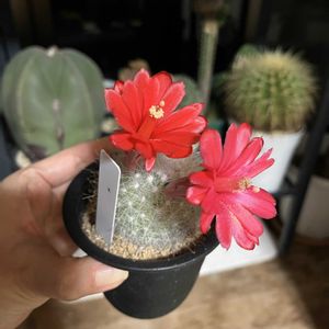 月宮殿,サボテンの花,サボテン好きの画像