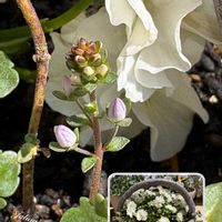 アネモネ,スパティフィラム,ルピナス ピクシーデライト,ベロニカ ウォーターペリーブルー,ガーデニングの画像