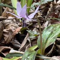 カタクリ,サトイモ科,ウラシマソウ,ムサシアブミ,ヤシャゼンマイの画像