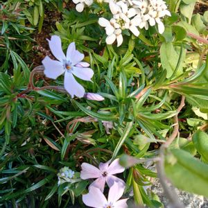 ガーデニング,癒し,花のある暮らし,緑のある暮らし,ハーブのある暮らしの画像