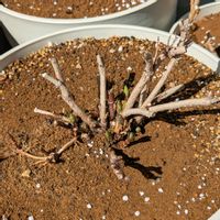 アナベル,今日の一枚,おうち園芸の画像