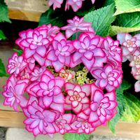 アジサイの画像