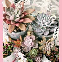 カスミソウ,ヒヤシンス,白牡丹,黒法師,桜吹雪の画像