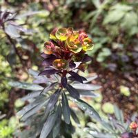 ユーフォルビア ブラックバードの画像