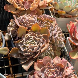 シャビアナブルー丼,シャビアナブルー丼,多肉植物,癒される,no green no lifeの画像