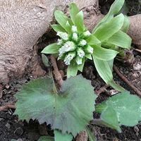 フキノトウ,フキノトウ,大根,大根,スナップエンドウの画像