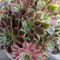 多肉植物,葉挿し,多肉寄せ植え,実生苗,実生っ子の画像