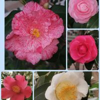 アセビ,オーニソガラム,シデコブシ,ツバキ,ツバキの画像