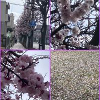 ハナニラ,ハナニラ,アンズ,アンズ,グリーンネックレスの画像