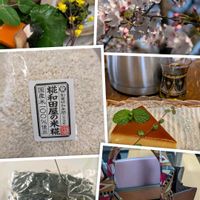 サクラ,サクラ,ミント,ワイヤープランツ,ハーブの画像