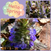 アジュガ,癒し,今日の一枚,春の訪れ,春爛漫！の画像