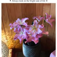 ユリ,美しい,お店の入り口,ピンク大好きの画像