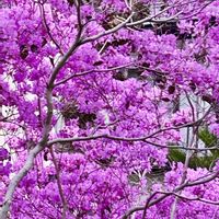 枝垂れ桜,ミツバツツジ,ピンクユキヤナギ,フラワーアレンジメント,被災地にエールを…。の画像