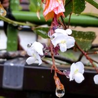 ハーデンベルギア,お洒落な土曜日♪,可愛いチロリアンの画像