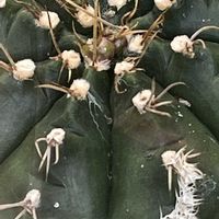 サボテン,多肉植物,観葉植物,多肉ちゃん,おしゃれな土曜日♪の画像