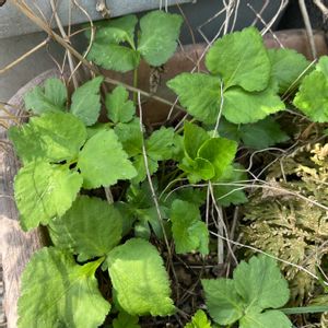 三つ葉,三つ葉,ミツバ,ミツバ,✨今日のお花✨の画像