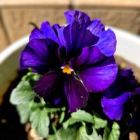 ゼラニウム,マツバギク,ビオラ,ビオラ 青魔導士,癒しの画像