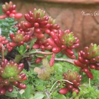 虹の玉,ヒナソウ,ヒョウタンゴケ,モルタル造形,モルタル雑貨の画像