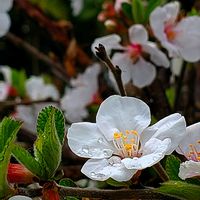 デージー,ユスラウメ,ワスレナグサ,トキワマンサク,ロドレイアの画像