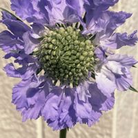 スカビオサ,スマホ撮影,スカビオサパーフェクタ,ベテラン乙女倶楽部,花友さんに感謝♡の画像