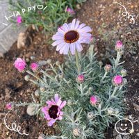 アザレア,ローダンセマム,源平枝垂れ桃,ナデシコミーテ,ラナンキュラス・ラックスの画像