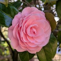 アジュガ,アジュガ,ツバキ,ツバキ,乙女椿の画像