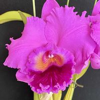 カトレア,マウント イワキの画像