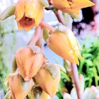 花うらら,プリドニス,エケベリア属,ビタミンカラー,植物男子ベランダーの画像