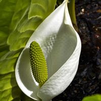 水芭蕉,水芭蕉の群生,水芭蕉(ミズバショウ),花はこの小さな黄色部分,サトイモ 科の画像