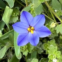 ハナニラ,ハナニラ(イフェイオン),花言葉,青い花,ヒガンバナ科の画像