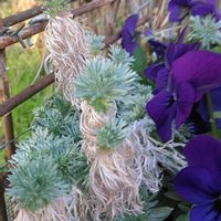 アサギリソウ,ビオラ,鉢植え,マイガーデン,綺麗✨の画像