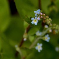キュウリグサ,道端の草花,小さな花,自然観察,青い花の画像
