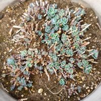 ミセバヤ,ガーデニング,ボタニカルライフ,お庭の植物,花のある暮らしの画像