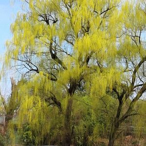 シダレヤナギ,白山公園の画像