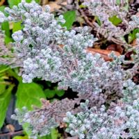 カルーナ,カルーナ ジュエルドロップスプラチナ,カルーナ ジュエルドロップスプラチナの画像