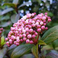 シラユキゲシ,ハナカンザシ,春の花,ビバーナム ティヌス,姫ウツギの画像